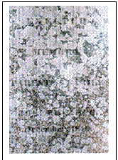 Text Box:  